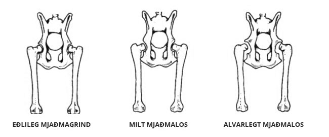 Mjaðmalos í köttum