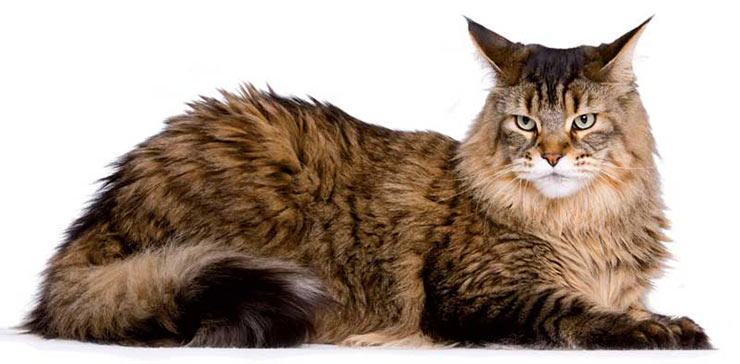 Fullvaxta Maine Coon