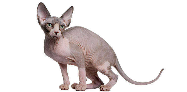 Sphynx köttur