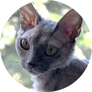 Devon rex kötturinn Cassini Devon rex kötturinn Cassini