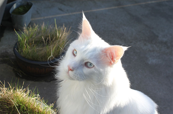 Maine Coon kötturinn Hiro